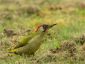 Green Woodpecker